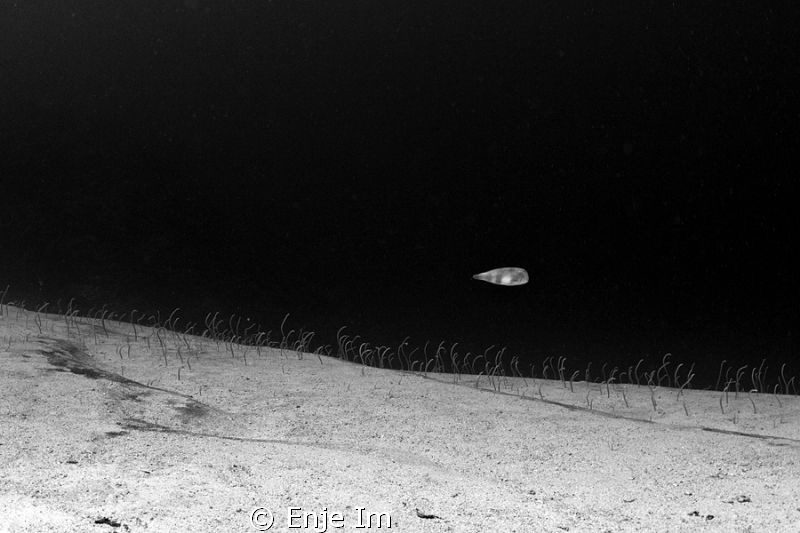The eel garden / Menjangan is. Bali, Indonesia by Enje Im 