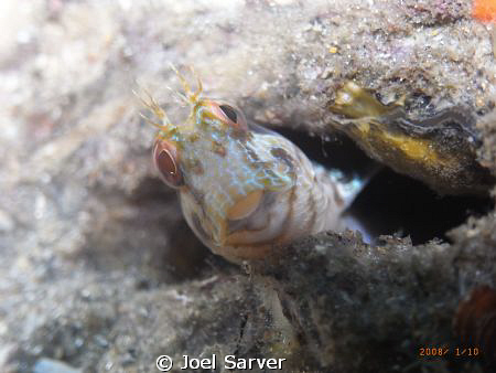 Blenny in a Bottle by Joel Sarver 