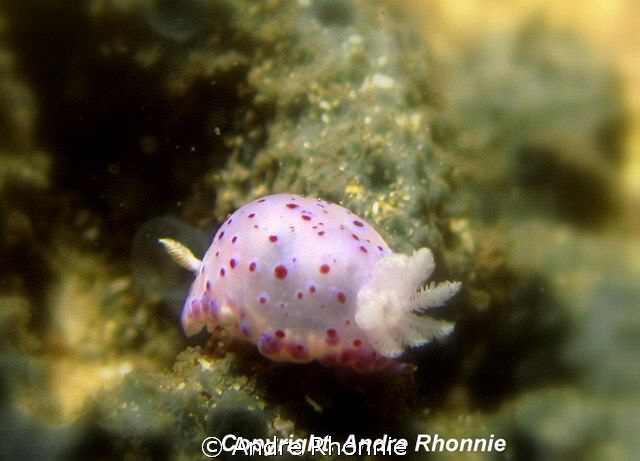 taken by  canon ixus 980is, macro lens, dual af35 strobe by Andre Rhonnie 