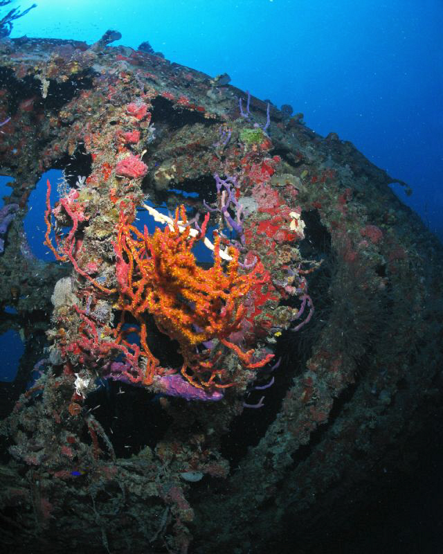 Unafraid, marine life seizes the remains of the Fealess W... by Juan Torres 