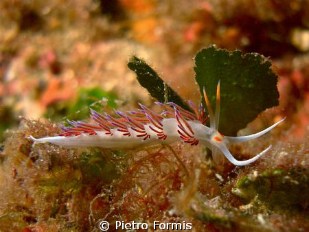 Flabellina, Secca Carega Portofino, sony w-300 YS-17 strobe by Pietro Formis 