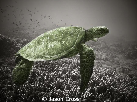 This is Honu meaning Sea Turtle in Hawaiian.  I got this ... by Jason Cross 