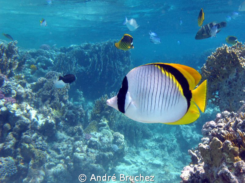 Plongée à Marsa Shagra, un vrai acquarium! by André Bruchez 