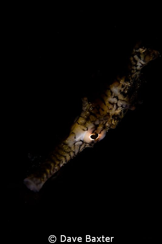 snoot work on seahorse for a change of pace by Dave Baxter 