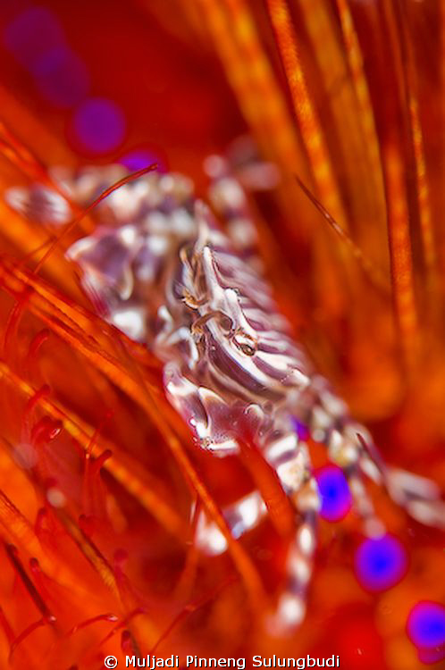 This "disco" zebra crab's dancing on a red sea urchin. I ... by Muljadi Pinneng Sulungbudi 