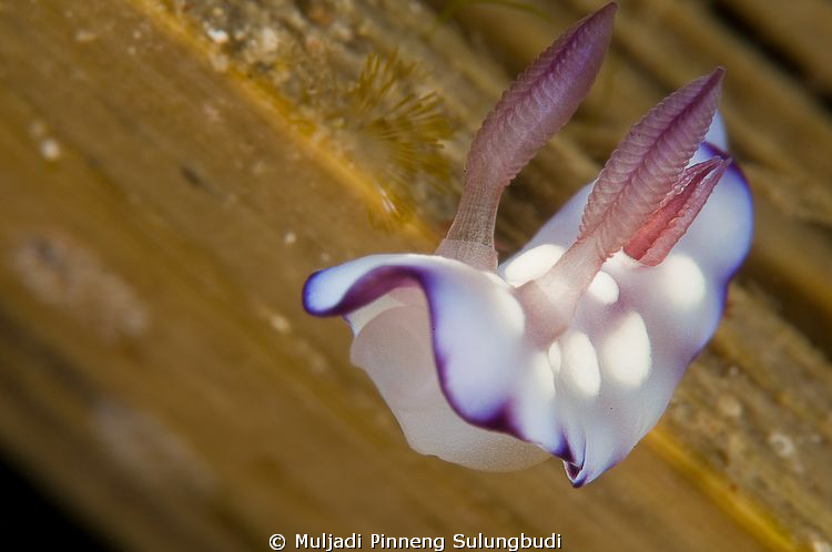 Kiss me please.....
This very lil' nudi just tried to ki... by Muljadi Pinneng Sulungbudi 