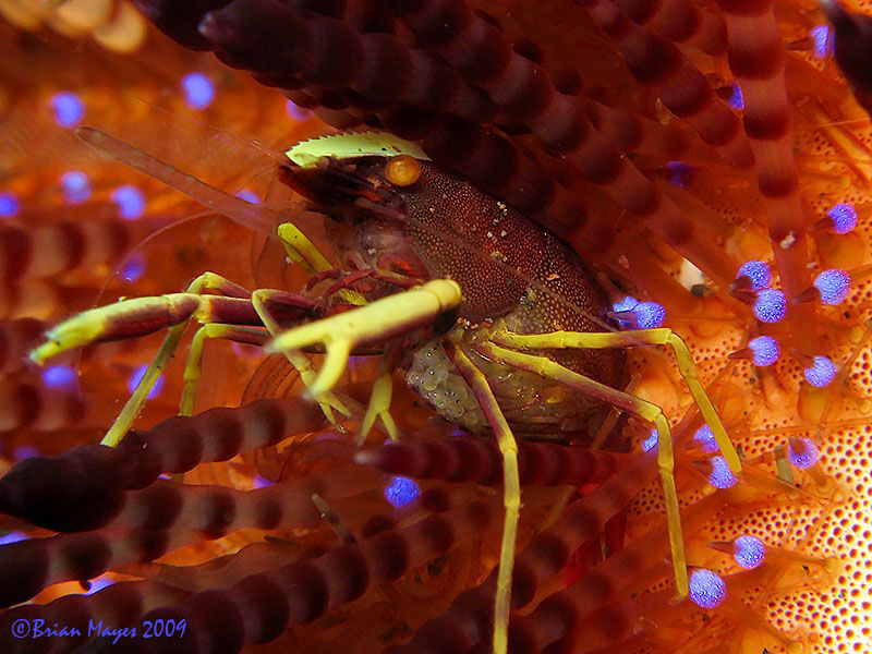 Commensal Urchin Shrimp (Allopontonia iaini) with eggs. U... by Brian Mayes 
