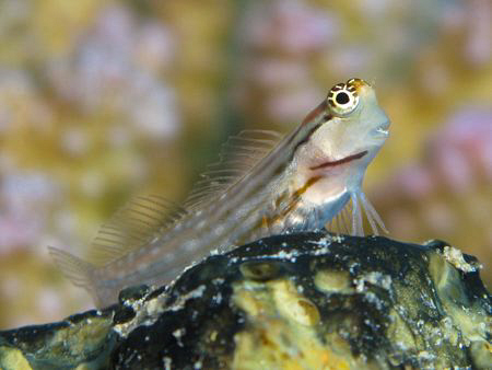 Blenny looking happy by James Dawson 