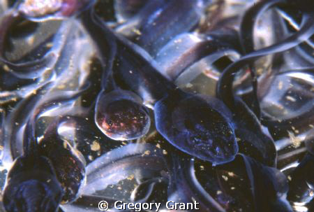 teaming tadpoles, d2x ,twin strobes and 105mm lens.freshw... by Gregory Grant 
