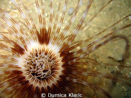 in the Dragon's Eye cave on Brac; Canon Powershot A520 wi... by Dumica Klaric 