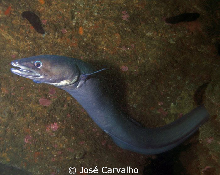 Sesimbra, Portugal - Huge conger showing off... by José Carvalho 