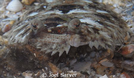 FLOUNDER by Joel Sarver 