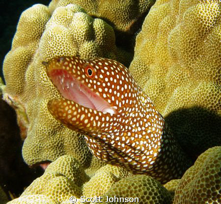 Spotted Eel in Kona Hawaii Canon G-9 by Scott Johnson 