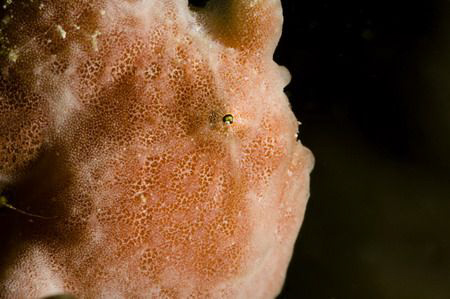 Antennarius pictus by Miro Polensek 