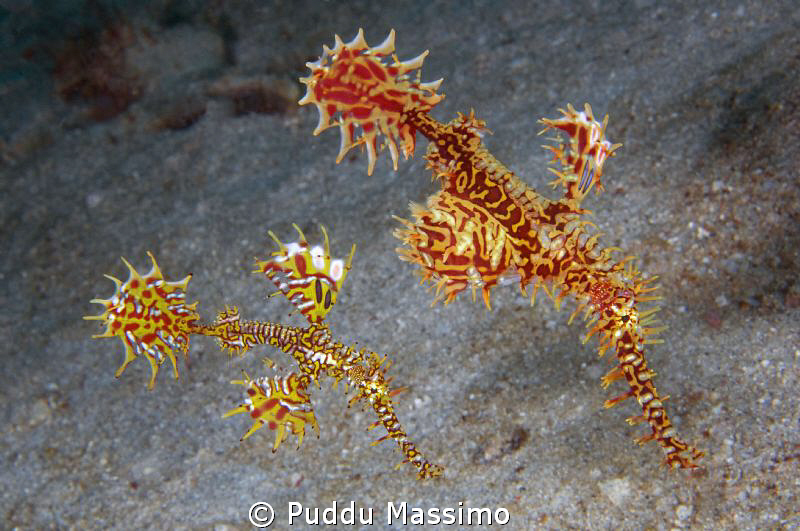 ghost pipe family,nikon d2x 60mm macro by Puddu Massimo 