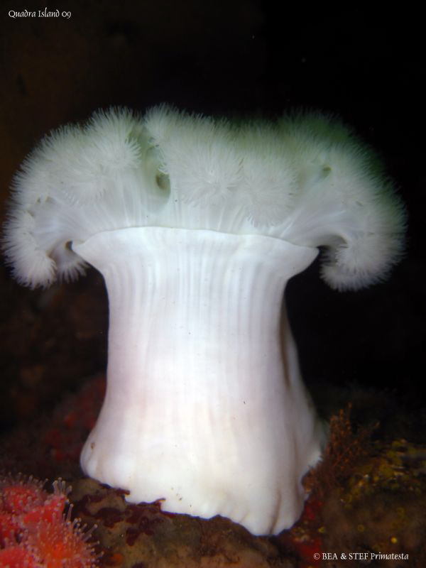 Giant plumose anemone. Quadra Island, BC. Canon Ixus 980. by Bea & Stef Primatesta 