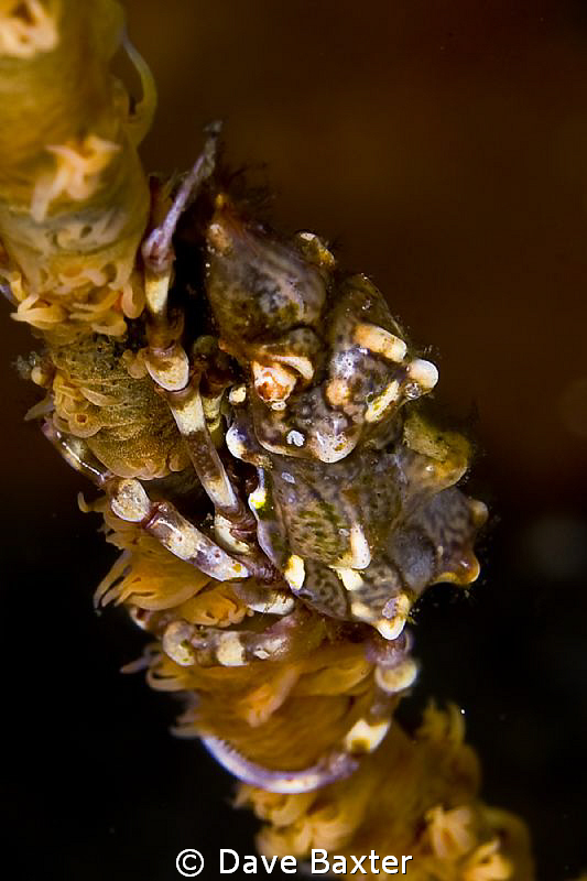 Xeno crab hanging out on host whip by Dave Baxter 