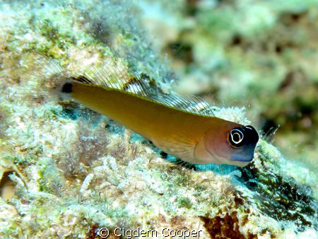 Aron's blenny. by Cigdem Cooper 