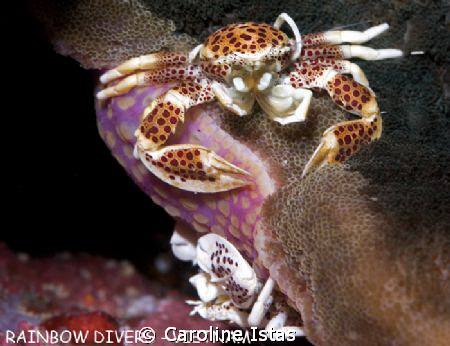 2 crabs on Anemone, Nha Trang, Vietnam. by Caroline Istas 