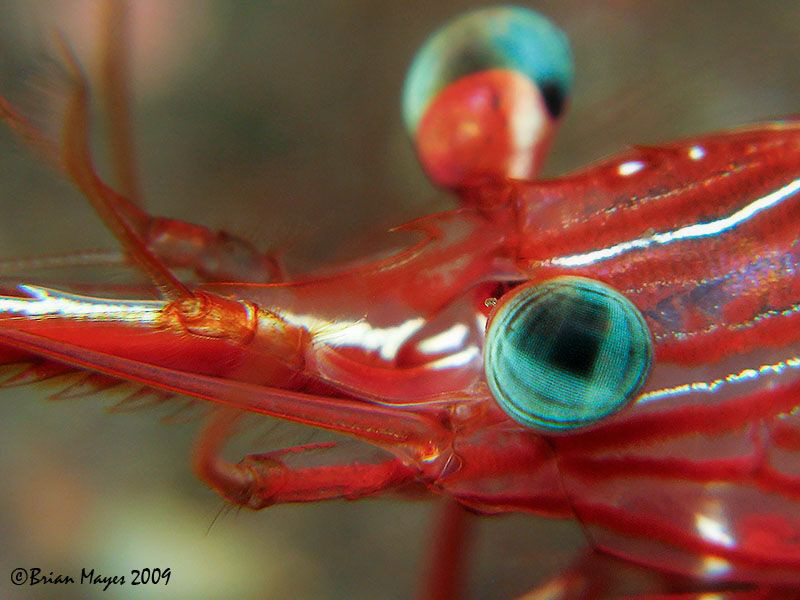 "I spy with my little eye....." by Brian Mayes 