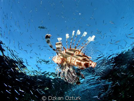 shallow follow by Ozkan Ozturk 