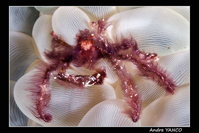 Orangutan Crab... Captured in Kapalai.  Nikon D200 60 mm ... by Andre Yanco 