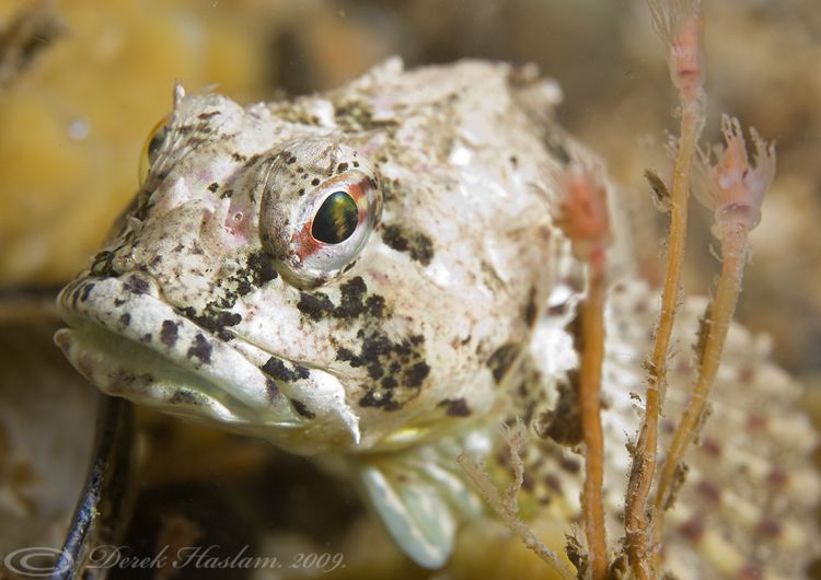 Long spined scorpion fish. Menai straits. D3, 105mm. by Derek Haslam 