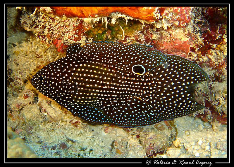 Where is the head ? :-)
Picture taken with a Sony T33 in... by Raoul Caprez 