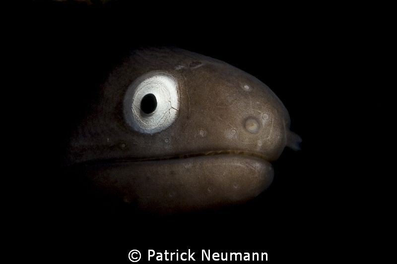 beautiful eyes by Patrick Neumann 