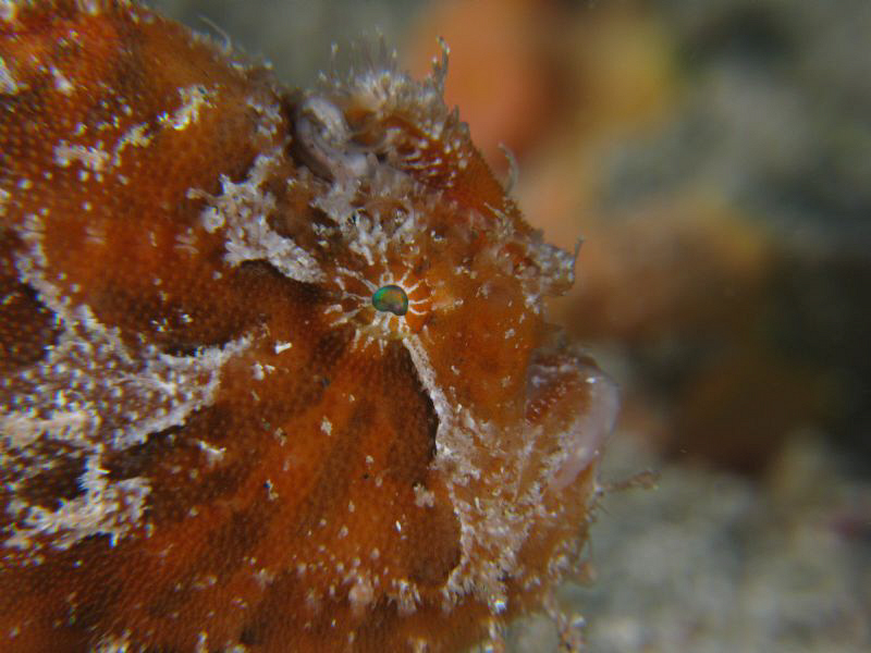 Orange Frog Fish. (2-3 inches long) by Juan Torres 