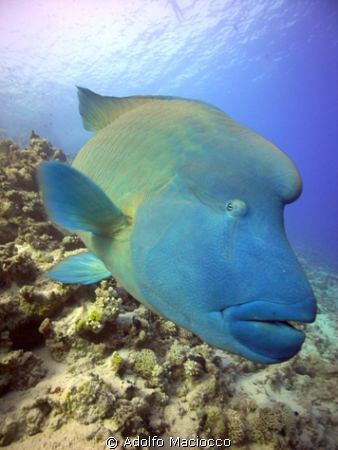 Very friendly Napoleon wrasse:))))
Grand Rotana house re... by Adolfo Maciocco 