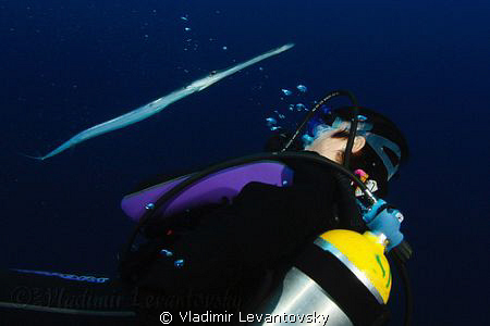 A dive buddy (the fish was following my wife for a while ... by Vladimir Levantovsky 