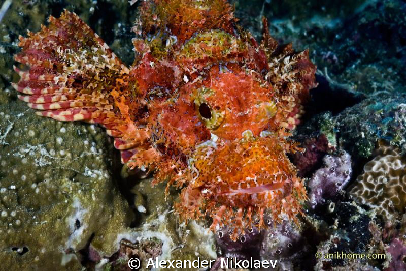 Bearded scorpionfish. Canon 40D, Sigma 50mm macro. by Alexander Nikolaev 