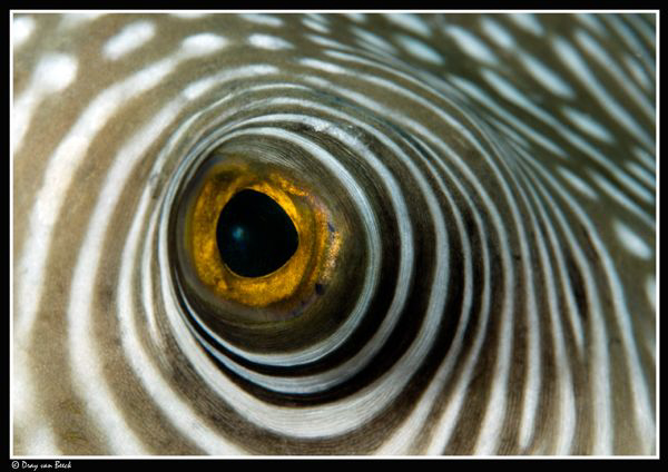 Puff eye (no cropping) by Dray Van Beeck 