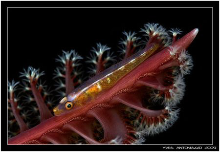 Sea pen with goby I really love those guys    fuji S5 pro... by Yves Antoniazzo 