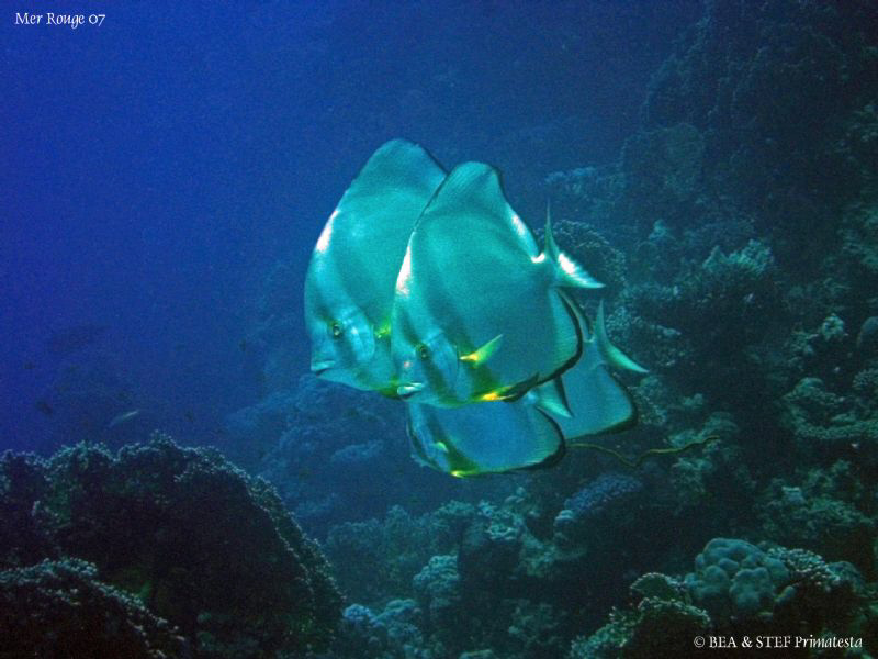 Batfish, Marsa Alam. Canon Ixy 900. by Bea & Stef Primatesta 