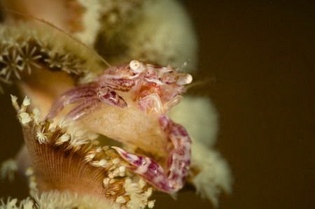 Porcellanella picta-macro 100 mm by Miro Polensek 