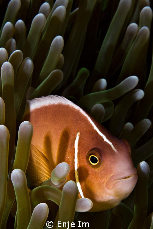 closeup by Enje Im 