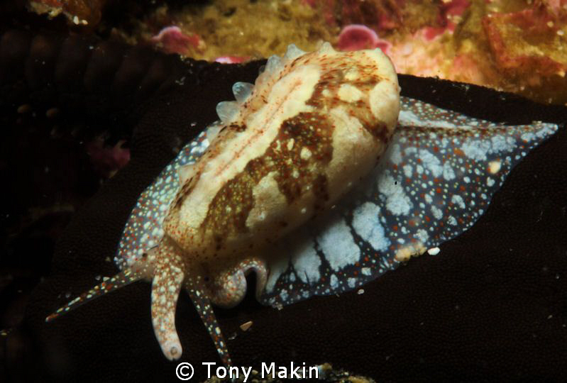 Marginella by Tony Makin 