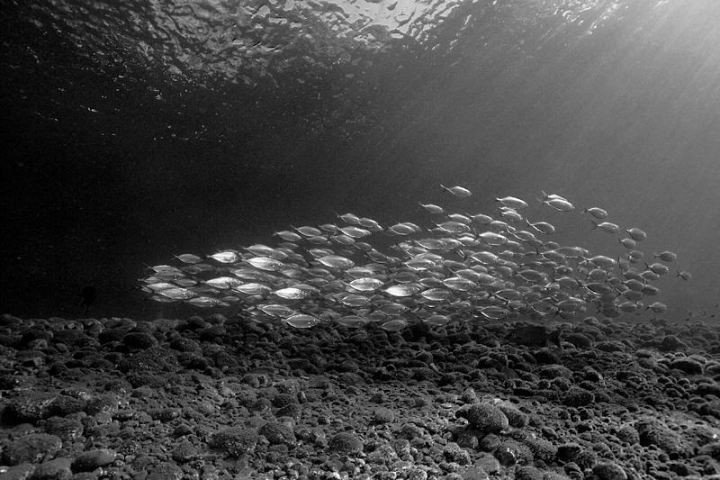 Mackerel, Tulamben. by Doug Anderson 