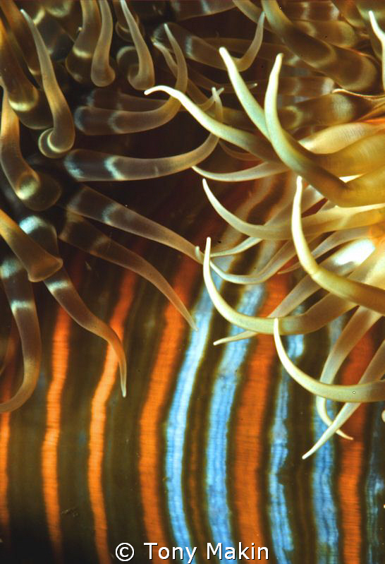 anemone abstract by Tony Makin 