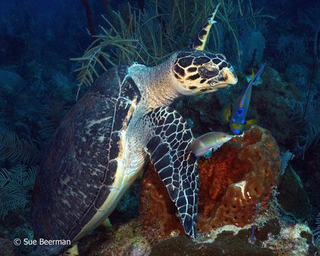 Turtle and friends by Susan Beerman 