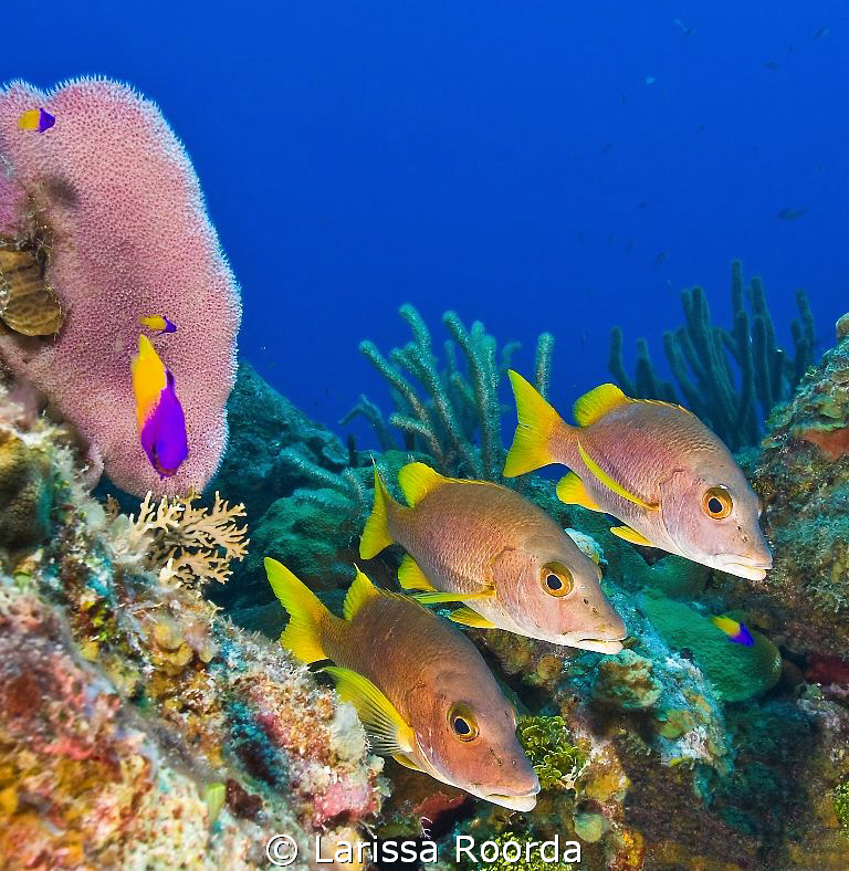 Larry, Mo and Curly and their "guard fish" the Fairy Basslet by Larissa Roorda 