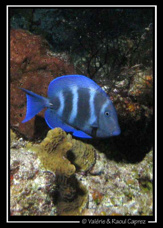 Picture taken with a Canon G9 in Cozumel. by Raoul Caprez 