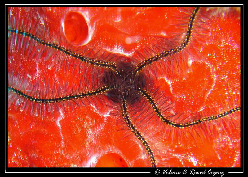 Picture taken with a Sony T33 in Cozumel. by Raoul Caprez 