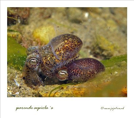 The first time I saw Sepiola mating, this summer in Breta... by John De Jong 