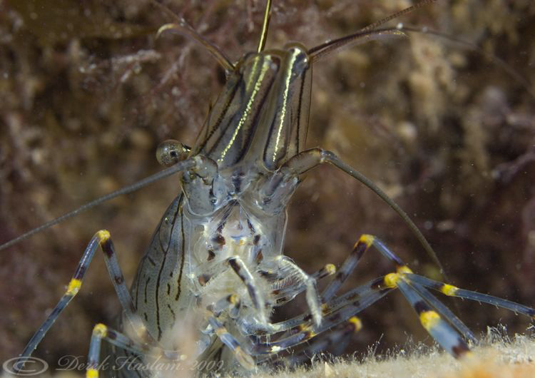 Common prawn. North Wales. D3, 105mm. by Derek Haslam 