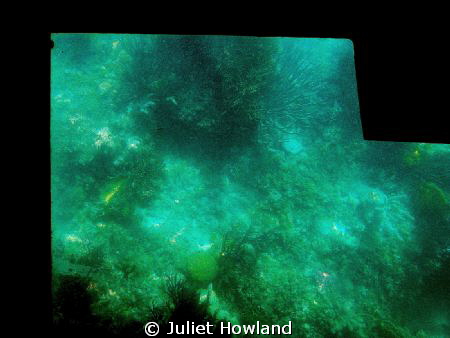 Corals throough the Bottom of a Glass-Bottomed Boat.

T... by Juliet Howland 