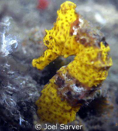 SEA HORSE by Joel Sarver 