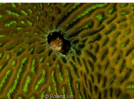 Peeping blenney. by Roland Lim 